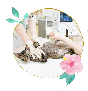 福島県郡山市 マハロ動物病院 犬 猫を診療 トリミング